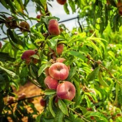 Donut Saturn Peach Tree -Fast-Growing-Trees Shop Saturn Peach Tree 5 21ea4320 798c 41bd 932e b7297febbf6c
