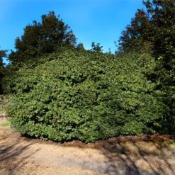 American Holly -Fast-Growing-Trees Shop Satyr Hill American Holly 2 FGT