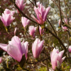Saucer Magnolia Tree 9 Saucer Magnolia Tree -Fast-Growing-Trees Shop Saucer Magnolia 2 FGT