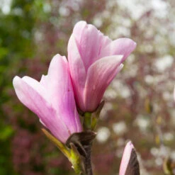 Saucer Magnolia Tree 10 Saucer Magnolia Tree -Fast-Growing-Trees Shop Saucer Magnolia 3