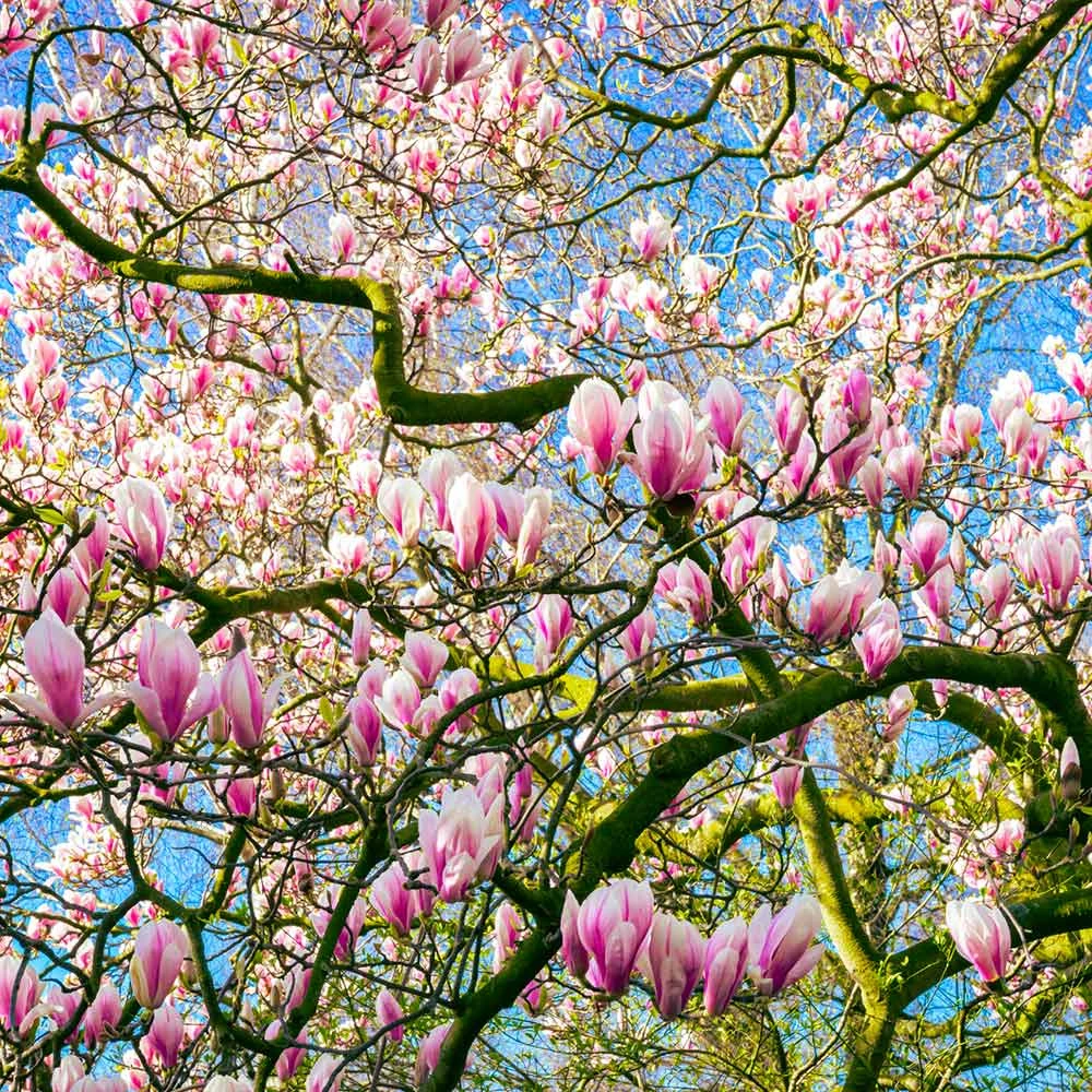 Saucer Magnolia Tree 7 Saucer Magnolia Tree - Image 5