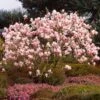 Saucer Magnolia Tree -Fast-Growing-Trees Shop Saucer Magnolia FGT 600x600 e0f2a976 c093 4234 9194 f097ff35a12b
