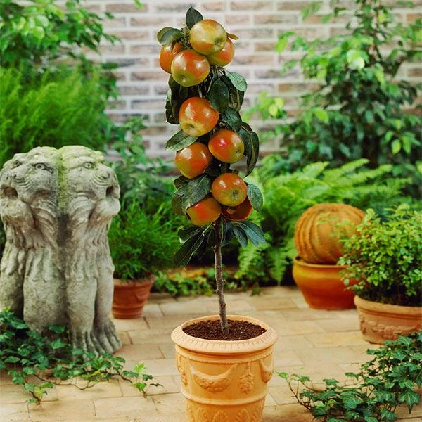 Scarlet Sentinel Columnar Apple Tree 3 Scarlet Sentinel Columnar Apple Tree