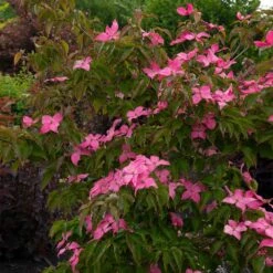 Scarlet Fire® Dogwood Tree -Fast-Growing-Trees Shop Scarlett Fire 1