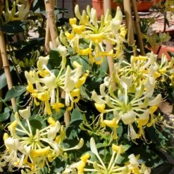 'Scentsation' Honeysuckle Vine -Fast-Growing-Trees Shop Scentsation Honeysuckle 1