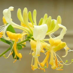 'Scentsation' Honeysuckle Vine -Fast-Growing-Trees Shop Scentsation Honeysuckle 4