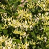 'Scentsation' Honeysuckle Vine -Fast-Growing-Trees Shop Scentsation Honeysuckle FGT 600x600 713e20ee 2c4a 473d aef8 938f3d3fffc2