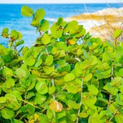 Sea Grape Bush -Fast-Growing-Trees Shop Sea Gape 1