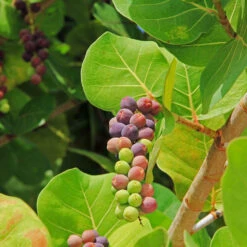 Sea Grape Bush -Fast-Growing-Trees Shop Sea Gape 2