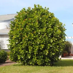 Sea Grape Bush -Fast-Growing-Trees Shop Sea Gape 5