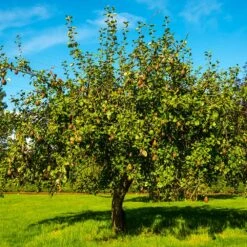 Seckel Pear Tree -Fast-Growing-Trees Shop Seckel Pear 1