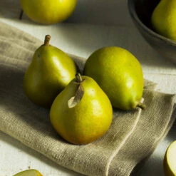 Seckel Pear Tree -Fast-Growing-Trees Shop Seckel Pear 5