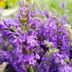 Sensational™ Lavender Plant 10 Sensational™ Lavender Plant -Fast-Growing-Trees Shop Sensational Lavender 10