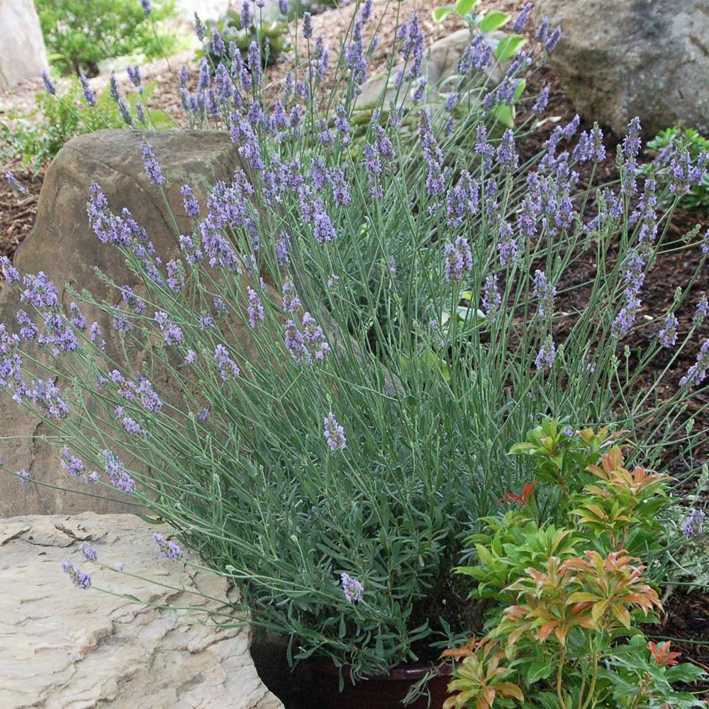 Sensational™ Lavender Plant 8 Sensational™ Lavender Plant - Image 6