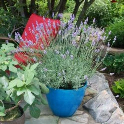 Sensational™ Lavender Plant 12 Sensational™ Lavender Plant -Fast-Growing-Trees Shop Sensational Lavender 5
