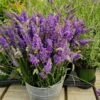 Sensational™ Lavender Plant -Fast-Growing-Trees Shop Sensational Lavender 600x600 5b5ad5ce 84f6 418c 844c 43c327506630