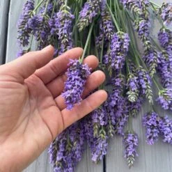 Sensational™ Lavender Plant 11 Sensational™ Lavender Plant -Fast-Growing-Trees Shop Sensational Lavender 8 FGT