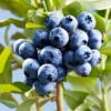 Sharpblue Blueberry Bush -Fast-Growing-Trees Shop Sharpblue Blueberry 600x600 3abc7315 809e 49fc ba9e ba9700ad2e0f