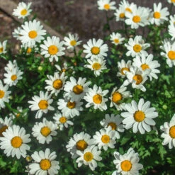 Becky Shasta Daisy -Fast-Growing-Trees Shop Shasta Daisy Becky 2 FGT