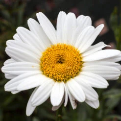 Becky Shasta Daisy -Fast-Growing-Trees Shop Shasta Daisy Becky 4 FGT