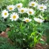 Becky Shasta Daisy -Fast-Growing-Trees Shop Shasta Daisy Becky FGT 600x600 af50740b a8bf 4b03 8b4a 7a56d70a6be3