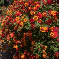 Shazam Lantana -Fast-Growing-Trees Shop Shazam Lantana 2
