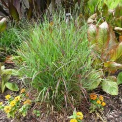 Shenandoah Switch Grass -Fast-Growing-Trees Shop Shenandoah Switch Grass 4