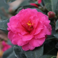 Camellia 'Shi-Shi Gashira' Shrub 10 Camellia 'Shi-Shi Gashira' Shrub -Fast-Growing-Trees Shop ShiSHi Gashira Camellia 3 FGT