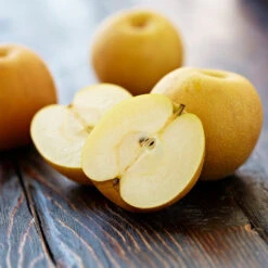 Shinseiki Asian Pear Tree -Fast-Growing-Trees Shop Shinseiki Asian Pear 5 FGT 5a5b3a9a ba1b 4c34 ab3a 649876b9efb2