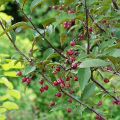 Show Time™ Crabapple Tree 9 Show Time™ Crabapple Tree -Fast-Growing-Trees Shop Show Time Crabapple 1