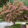 Sioux Crape Myrtle 2 Sioux Crape Myrtle -Fast-Growing-Trees Shop Sioux Crape myrtle FGT 600x600 c3f26958 d4d9 4062 b2b6 fe702d4b6de9