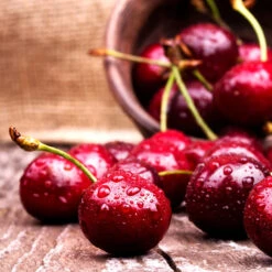 Skeena Cherry Tree -Fast-Growing-Trees Shop Skeena Cherry 4 FGT