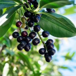 Skip Laurel -Fast-Growing-Trees Shop Skip Laurel 1 FGT