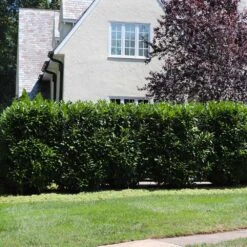 Skip Laurel -Fast-Growing-Trees Shop Skip Laurel 5