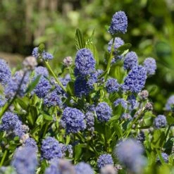 Skylark California Lilac -Fast-Growing-Trees Shop Skylark California Lilac 3 FGT