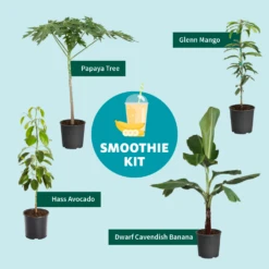 Smoothie Kit -Fast-Growing-Trees Shop SmoothieKitGraphic