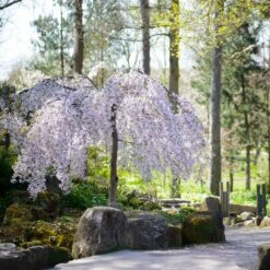 Snow Fountains® Weeping Cherry Tree -Fast-Growing-Trees Shop Snow Fountains Weeping Cherry 8