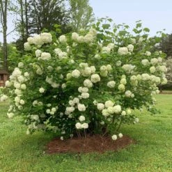 Snowball Bush -Fast-Growing-Trees Shop Snowball Viburnum 2 FGT