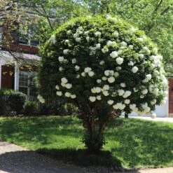 Snowball Bush -Fast-Growing-Trees Shop Snowball Viburnum 7 FGT