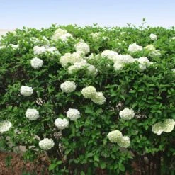 Snowball Bush -Fast-Growing-Trees Shop Snowball Viburnum FGT