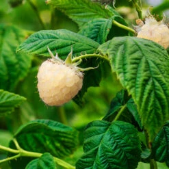Snowbank White Blackberry Bush -Fast-Growing-Trees Shop Snowbank Blackberry 1