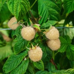 Snowbank White Blackberry Bush -Fast-Growing-Trees Shop Snowbank Blackberry 3