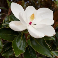 Southern Magnolia -Fast-Growing-Trees Shop Southern Magnolia 8 FGT