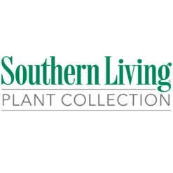 Purple Pixie® Dwarf Weeping Loropetalum -Fast-Growing-Trees Shop Southn Living 1000x1000 02083c33 fc23 4cca b550 9bf85f5397f6