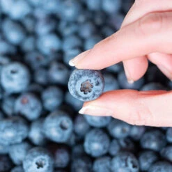 Spartan Blueberry Bush -Fast-Growing-Trees Shop Spartan Blueberry 5 FGT