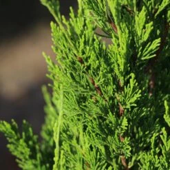 Spartan Juniper 12 Spartan Juniper -Fast-Growing-Trees Shop Spartan Juniper 3 FGT