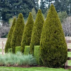 Spartan Juniper 14 Spartan Juniper -Fast-Growing-Trees Shop Spartan Juniper 7 BB