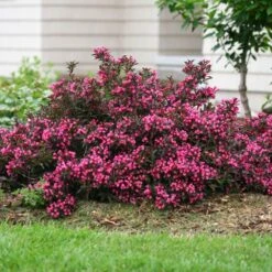 Spilled Wine® Weigela Shrub -Fast-Growing-Trees Shop Spilled Wine Weigela 1 FGT