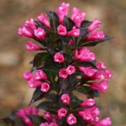 Spilled Wine® Weigela Shrub -Fast-Growing-Trees Shop Spilled Wine Weigela 4 FGT