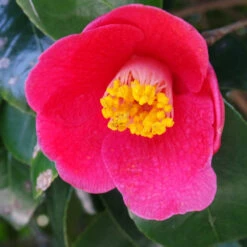 Spring's Promise Camellia Shrub -Fast-Growing-Trees Shop Springs Promise Camellia 1 FGT